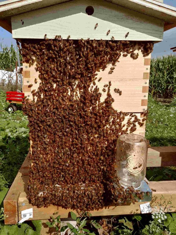 Honey