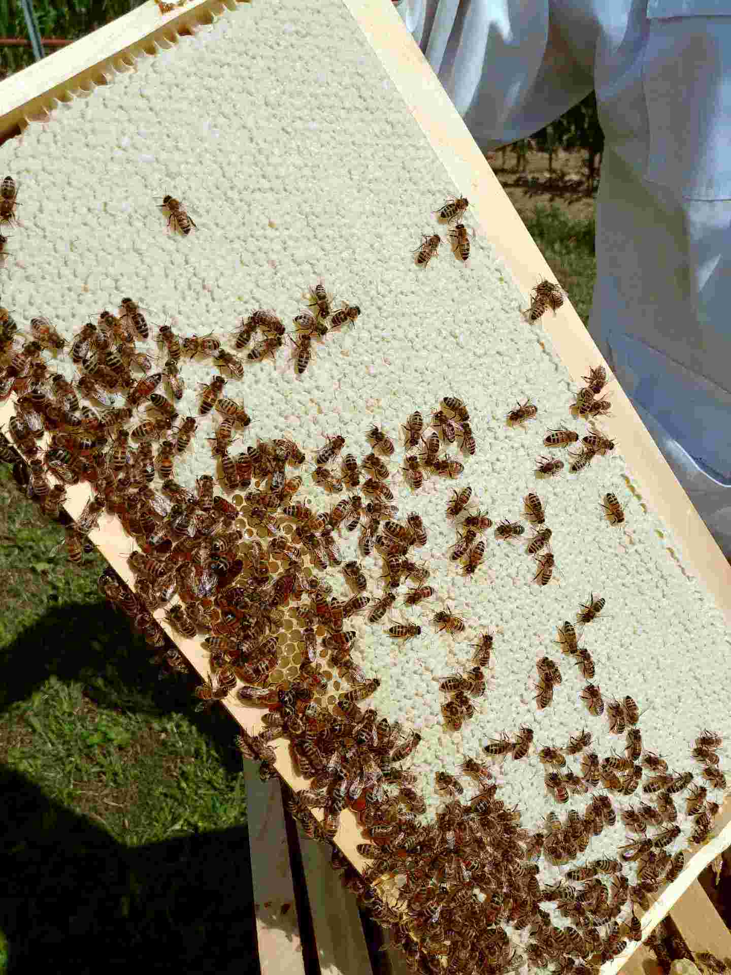 Honey