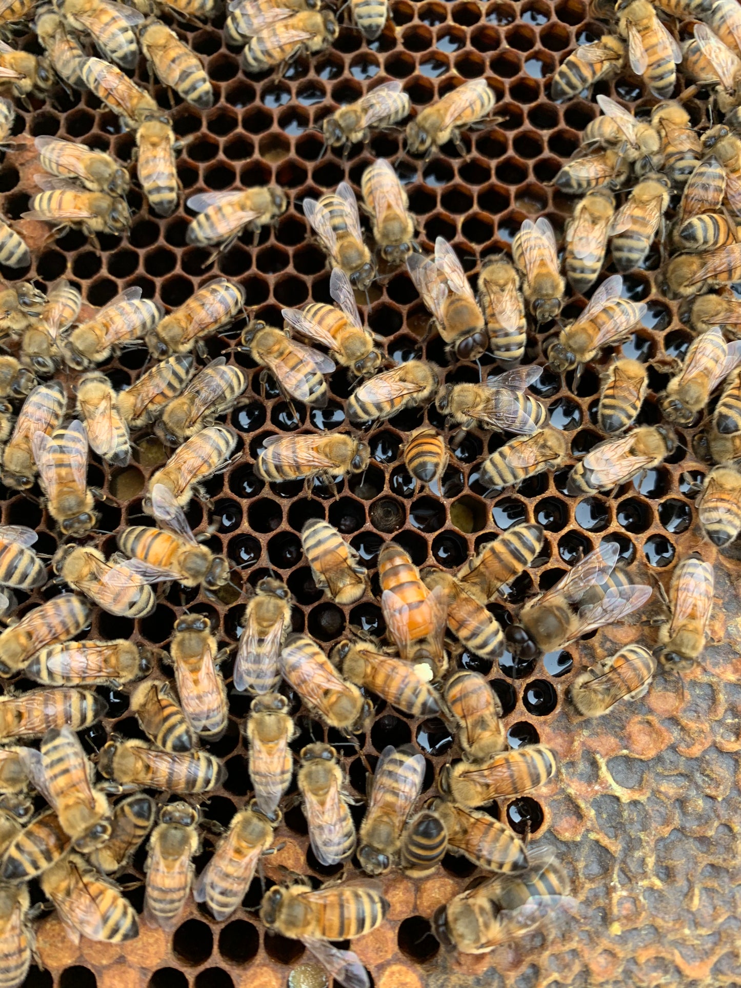Honey